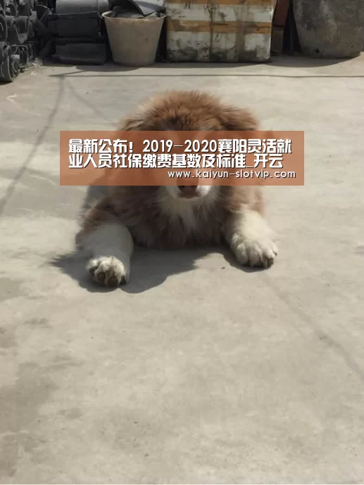 开云真人